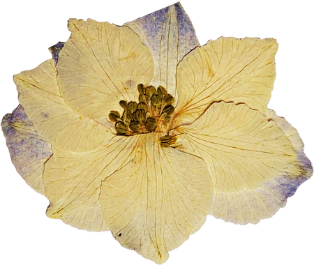 Yellow Pressed Flower