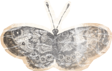 Weathered Historical Butterfly Cut-out