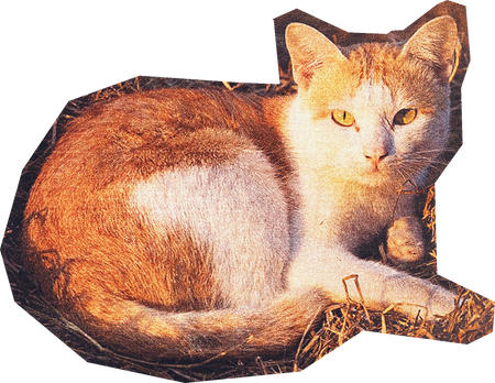 Cat Cut Out